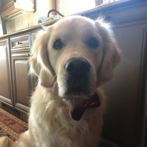 Meet your Posher, Reese